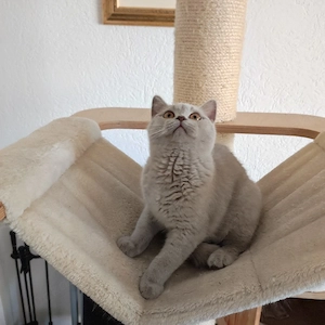 BKH Katerchen in Lilac