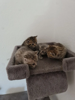 Britisch kurzhaar kitten 