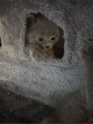 bkh baby katze 