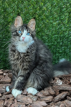Zuckersüßer, verschmuster Katzenjunge (4 Monate) mit blauen Augen sucht ein liebevolles Zuhause!