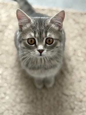 Britisch kurzhaar Katzen 