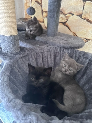 pisici jucause si iubitoare de vanzare bkh 