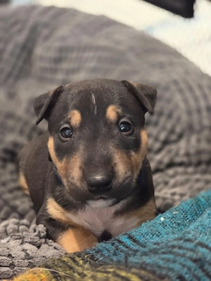 Miniatur Bullterrier suchen ein Zuhause 
