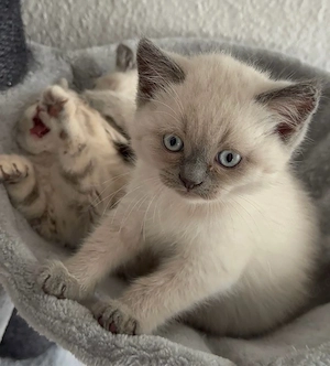 Britisch Kurzhaar Kitten
