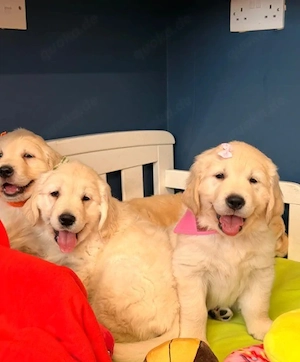 golden retriever 