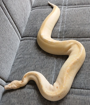 Python brongersmai Blutpython bzw. Kurzschwanzpython Bild 2