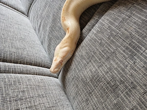 Python brongersmai Blutpython bzw. Kurzschwanzpython Bild 3