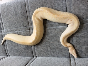Python brongersmai Blutpython bzw. Kurzschwanzpython
