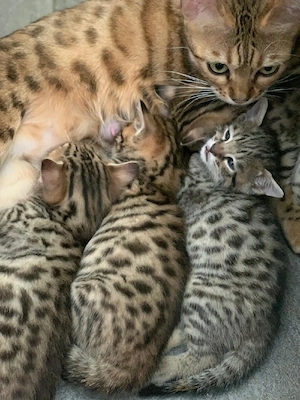 Bengal Kitten Mix Katzenbabys 