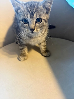 Kitten abzugeben   