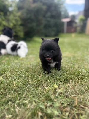 Chihuahua- Pomeranian 