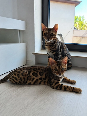 Zwei Bengal-Katzen suchen gemeinsam ein neues Zuhause