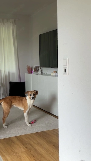 süßer hund 