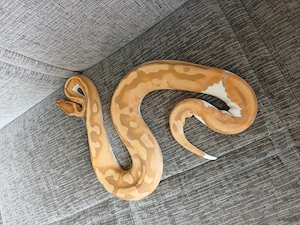 Python regius Königspython ultramel piebald