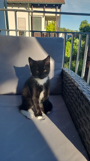 Süßer schwarzer Kater sucht ein liebesvolles Zuhause 