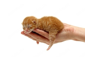 Aufnahme von Katzenbabys
