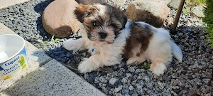 Malteser shih tzu Mix 