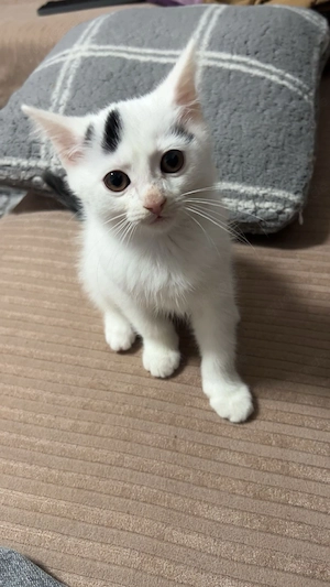 Kitten zu verkaufen!