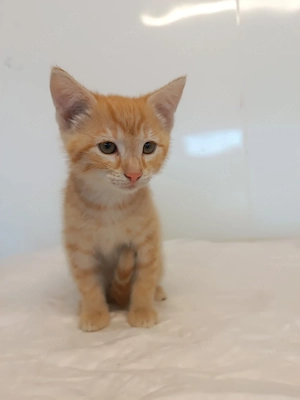 Babykatze, Katzenbaby, Katze