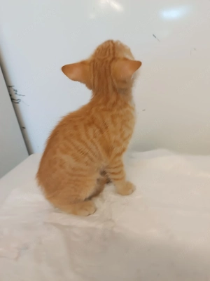 Babykatze, Katzenbaby, Katze