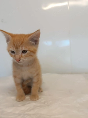 Katzenbaby, Babykatze, Katze
