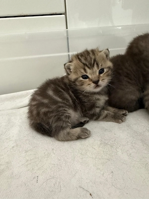 Bkh kitten zu verkaufen