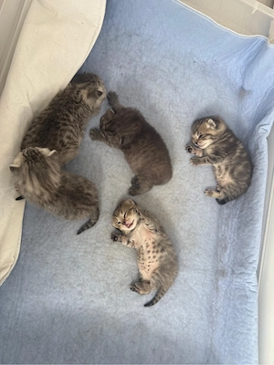 Bkh kitten zu verkaufen
