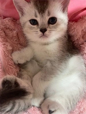 Bkh kitten mädchen 