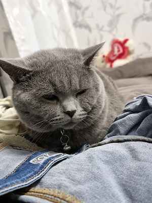 Deckkater Bkh