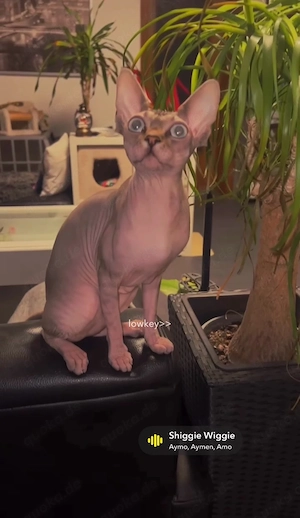 Wunderschöne Sphynx-Katze sucht ein liebevolles Zuhause   