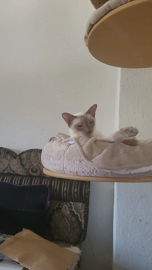 Kater , katze  Lilac-Point  1,5 Jahre alt. 