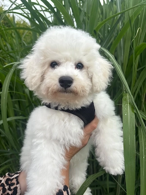  Reinrassige Bichon frise 