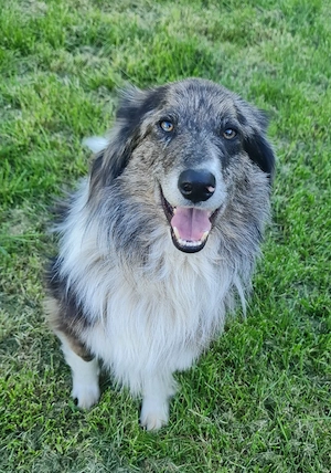 Ace zuckersüßer Border collie Aussie x Amerikanischer Collie hund Junghund blue merle