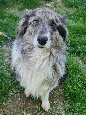 Ace zuckersüßer Border collie Aussie x Amerikanischer Collie hund Junghund blue merle Bild 2