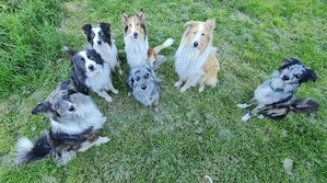 Ace zuckersüßer Border collie Aussie x Amerikanischer Collie hund Junghund blue merle Bild 6