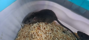 Ratte Farbratte
