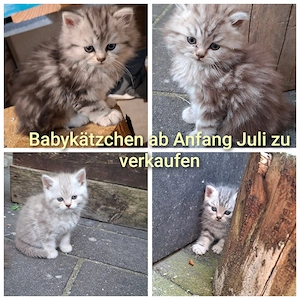 Norwegische Waldkatzen Mix Kitten