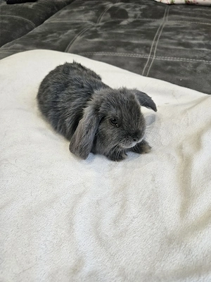 Minilop Zwergwidder Kaninchen Babys