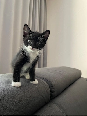 Süße Katzen