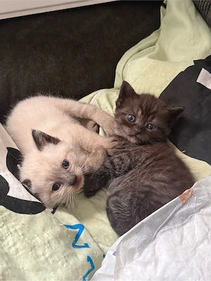 Süßer Bkh Kater sucht liebevolles zu hause