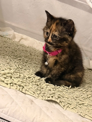 Süßes Katzenbaby suchen ein liebevolles Zuhause