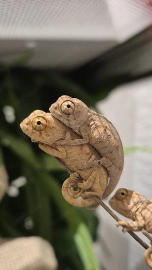 Furcifer Pardalis Panther Chamäleon