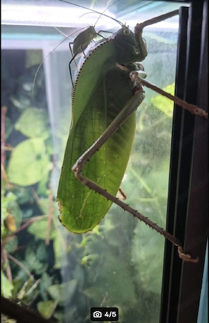 Riesenblattschrecke Siliquofera grandis
