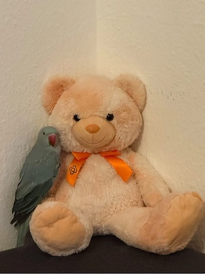 Halsbandsittich zu verkaufen 