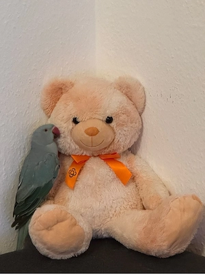 Halsbandsittich zu verkaufen 
