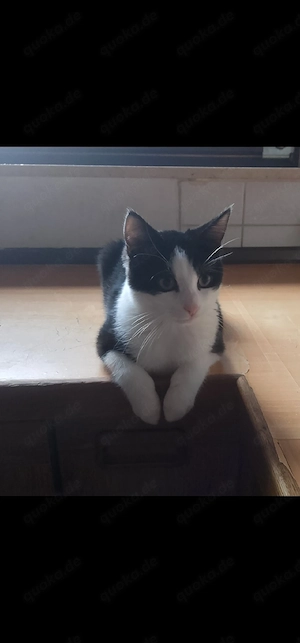 2 jähriger Kater