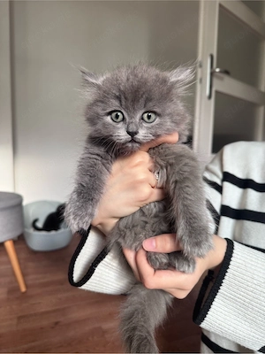 BKH Mischkatzen 