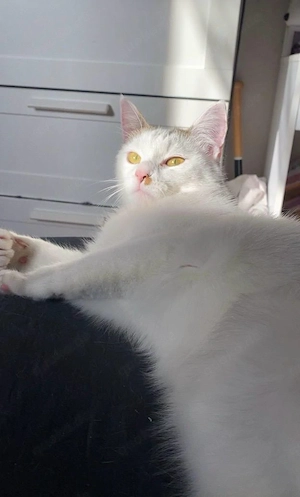 kleine boncuk sucht zuhause 