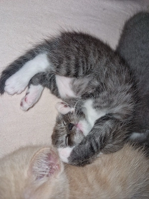  Britisch Kurzhaar Kater sucht ein liebevolles Zuhause   