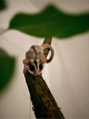 Sugar glider gesucht!!! 